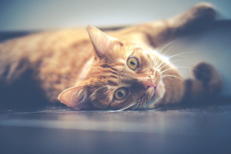 Beste Verdauungsenzyme für Katzen und ihre Vorteile