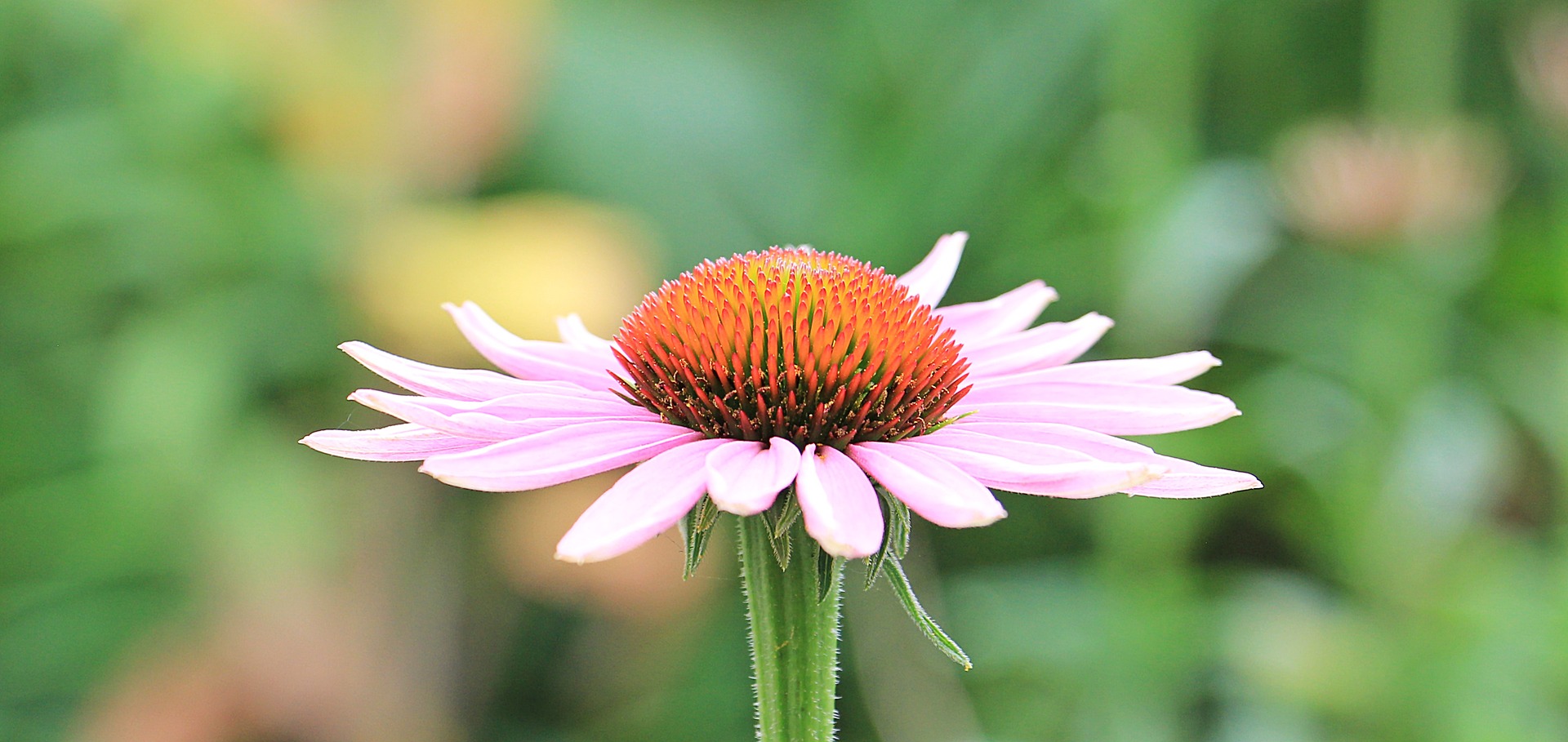 GESUNDHEITLICHE VORTEILE VON ECHINACEA UND NEBENWIRKUNGEN