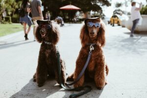 Hunde - Rassen, Ernährung und Training