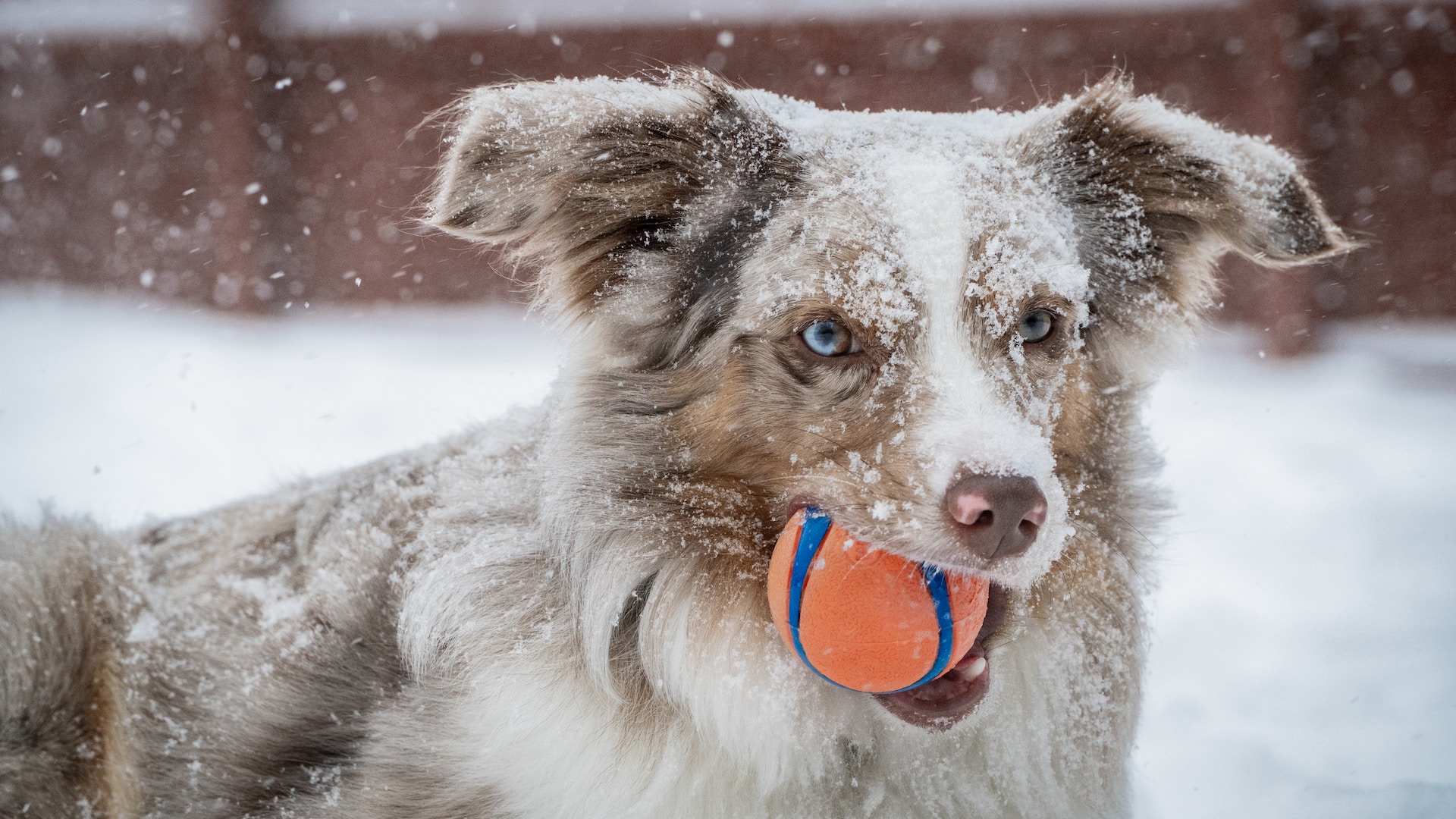 Wie trainiert man einen Hund und welche Rassen eignen sich am besten für welche Aufgaben?